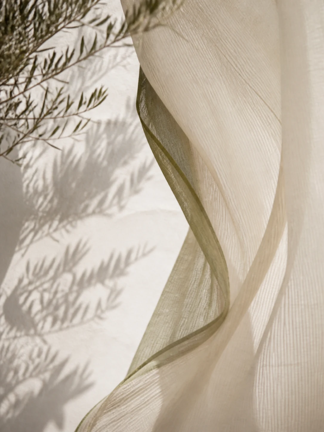 Translucent cloth and olive shadows in coastal light